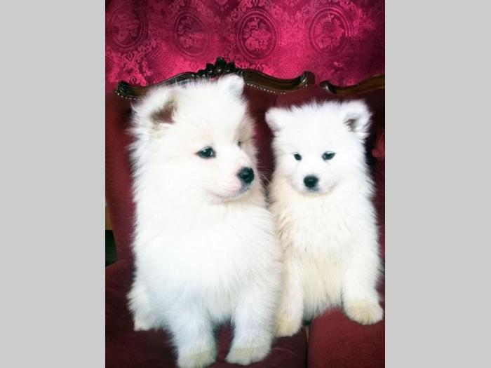 samojed štenci besplatni mali oglasi