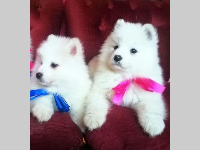 samojed štenci besplatni mali oglasi