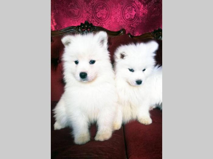 samojed štenci besplatni mali oglasi