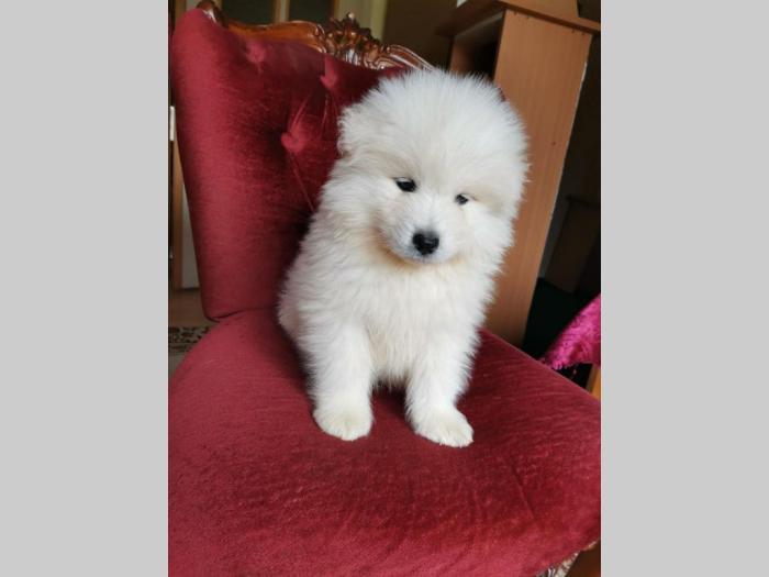 samojed štenci besplatni mali oglasi