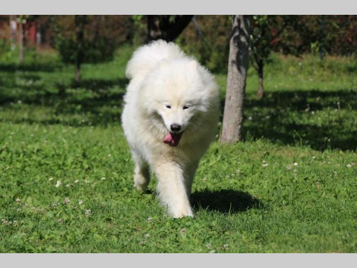samojed štenci besplatni mali oglasi