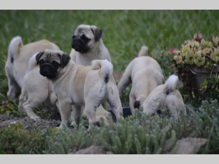 mops štenci besplatni mali oglasi