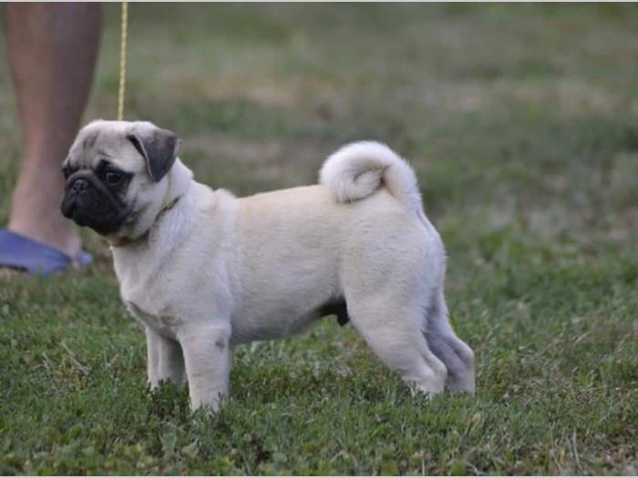 mops štenci besplatni mali oglasi