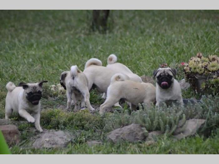 mops štenci besplatni mali oglasi