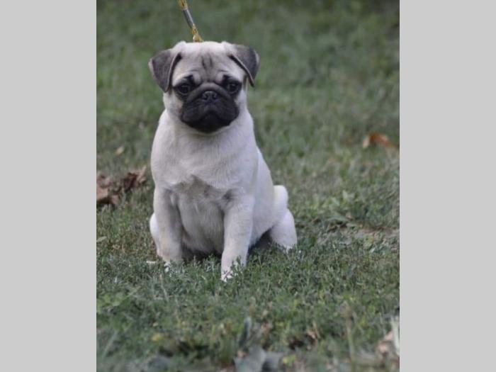 mops štenci besplatni mali oglasi