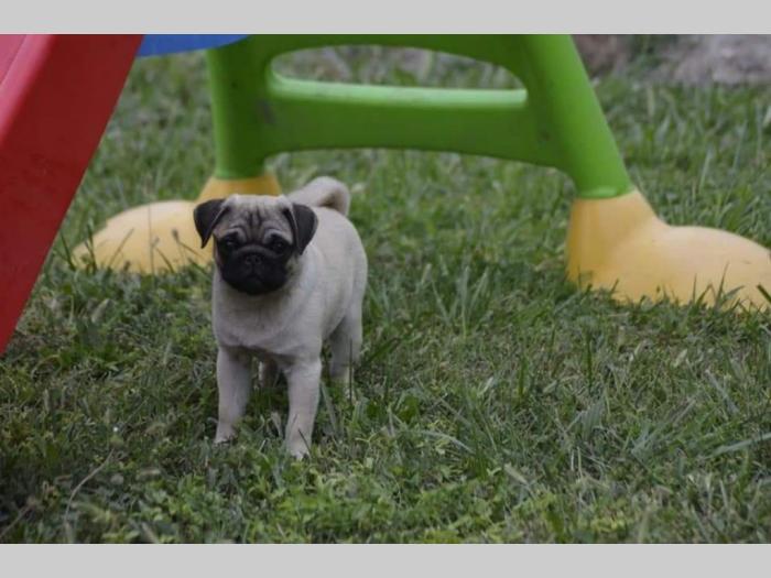 mops štenci besplatni mali oglasi