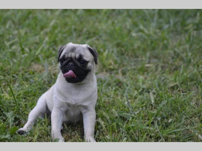 mops štenci besplatni mali oglasi