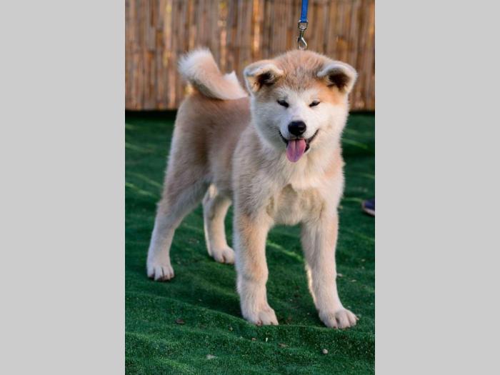 japanska akita štenci besplatni mali oglasi