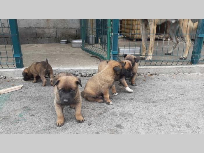 malinoa štenci besplatni mali oglasi