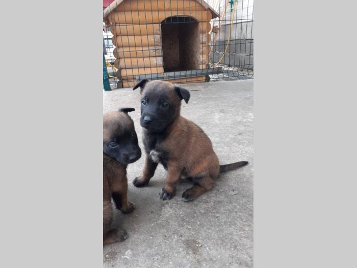 malinoa štenci besplatni mali oglasi