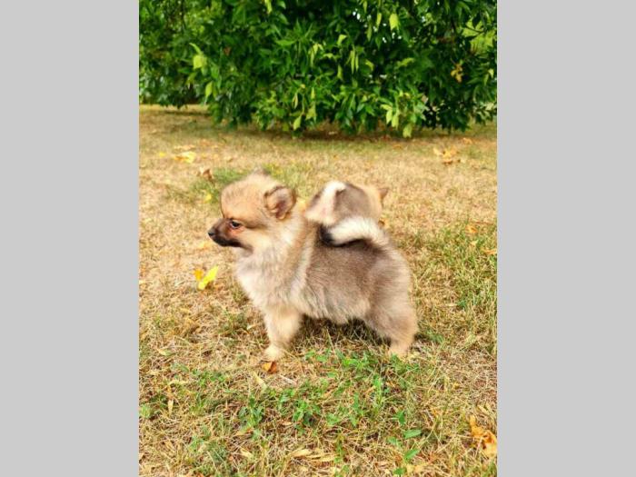 pomeranci štenci besplatni mali oglasi