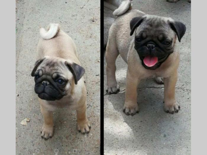 mops prvobirano štene besplatni mali oglasi