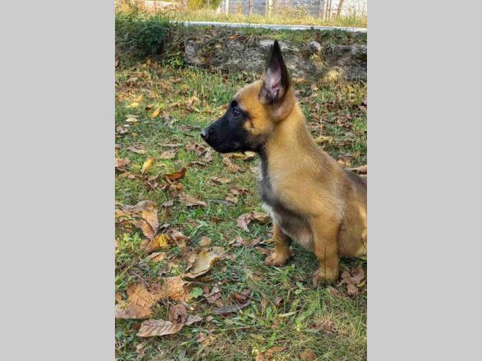 belgijski ovčar malinoa štenci besplatni mali oglasi