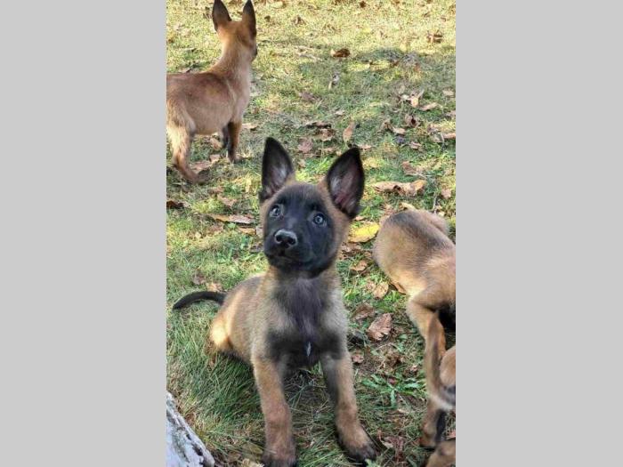 belgijski ovčar malinoa štenci besplatni mali oglasi