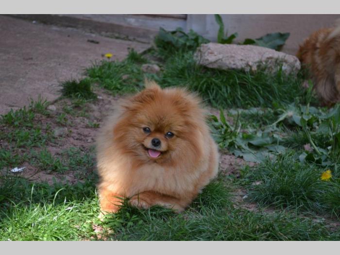 pomeranac muško štene besplatni mali oglasi