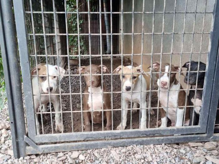 pitbull štenci besplatni mali oglasi
