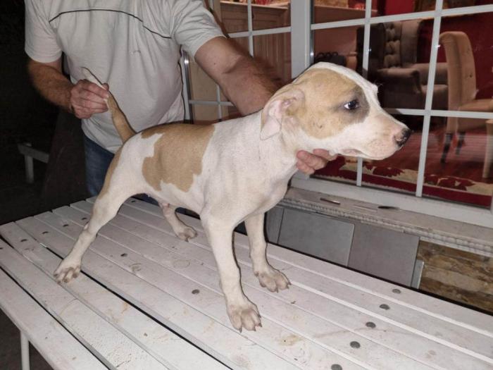 pitbull štenci besplatni mali oglasi
