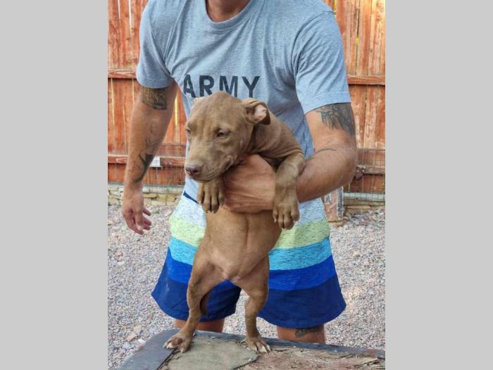 pitbull štenci besplatni mali oglasi