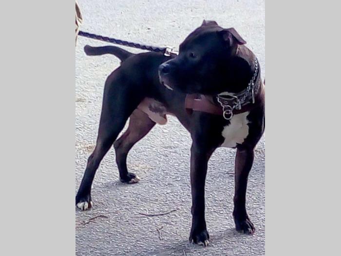 američki pit bul terijeri štenci besplatni mali oglasi