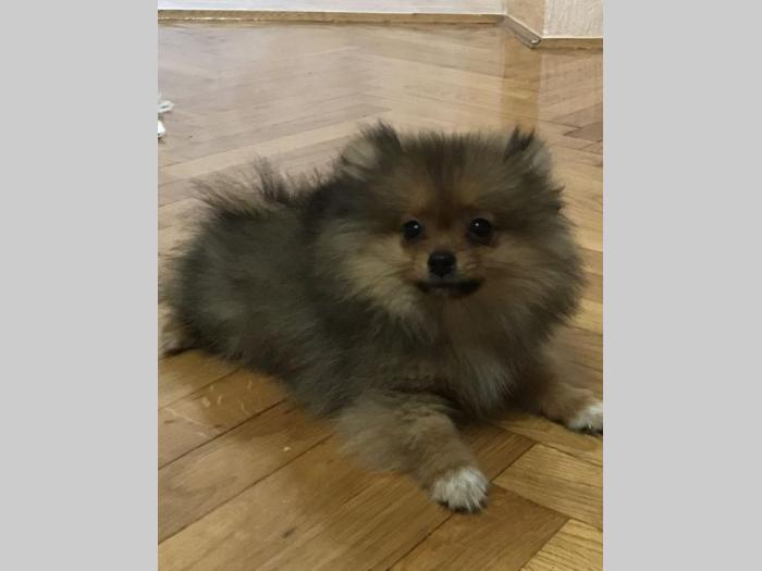 pomeranac bo štenci besplatni mali oglasi