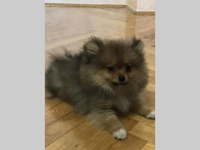 pomeranac bo štenci besplatni mali oglasi