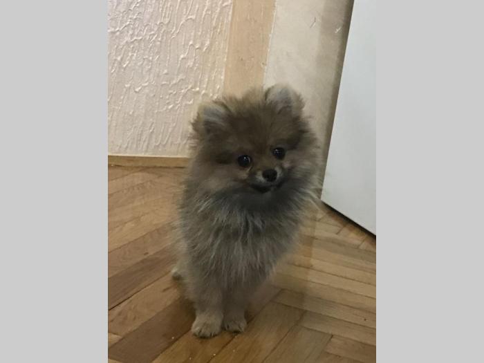 pomeranac bo štenci besplatni mali oglasi