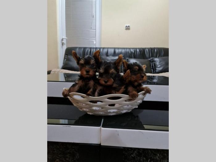 mini jorkširski terijer štenci besplatni mali oglasi