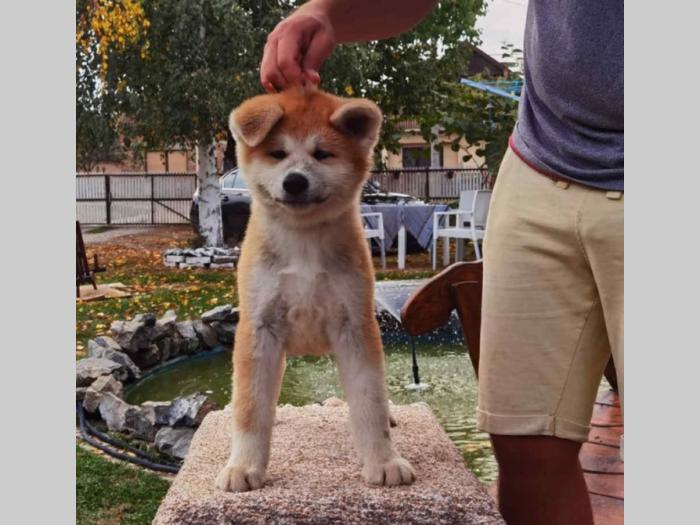 akita inu dva mužjaka besplatni mali oglasi