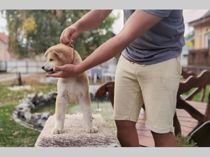 akita inu dva mužjaka besplatni mali oglasi