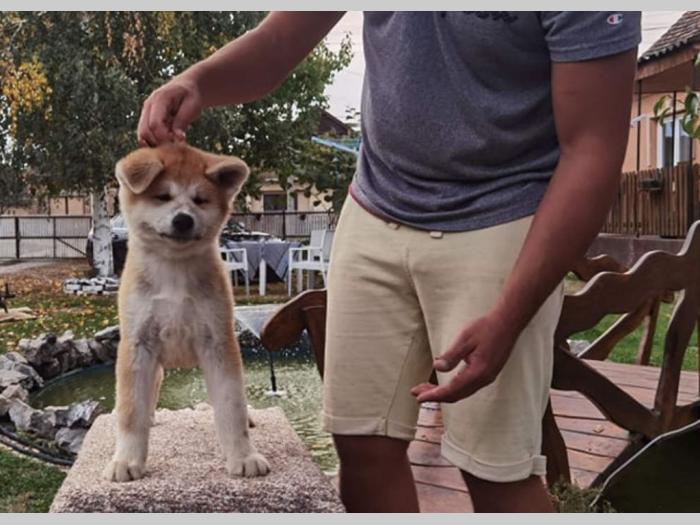 akita inu dva mužjaka besplatni mali oglasi