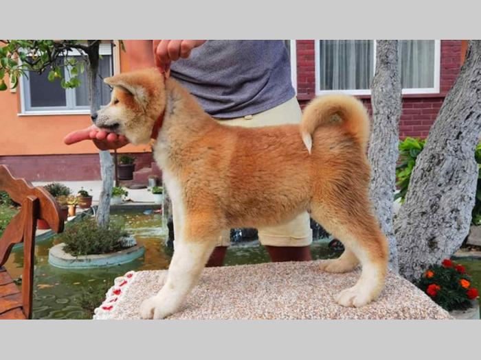 akita inu dva mužjaka besplatni mali oglasi