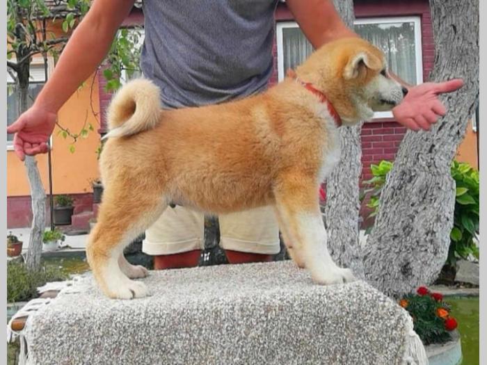 akita inu dva mužjaka besplatni mali oglasi