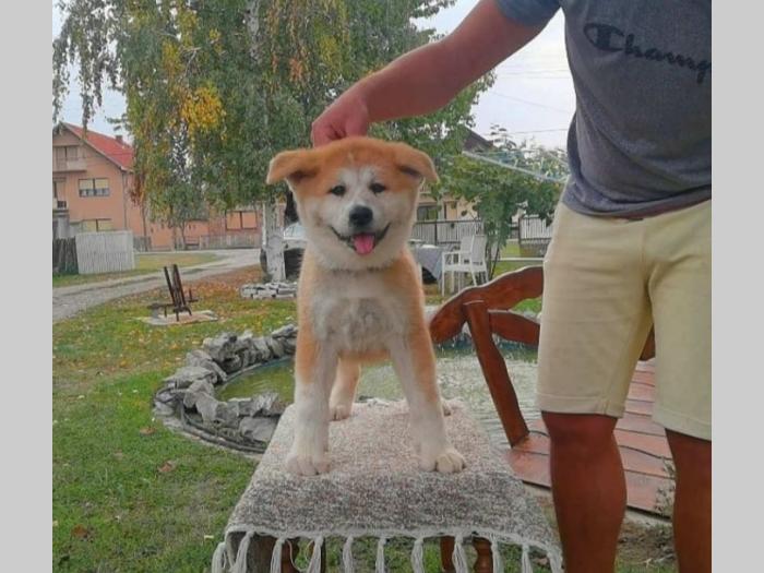 akita inu dva mužjaka besplatni mali oglasi