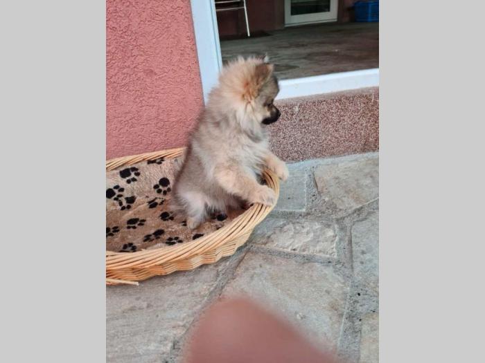 pomeranac mužjak besplatni mali oglasi