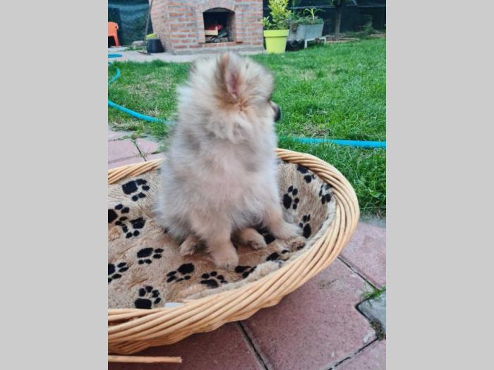 pomeranac mužjak besplatni mali oglasi