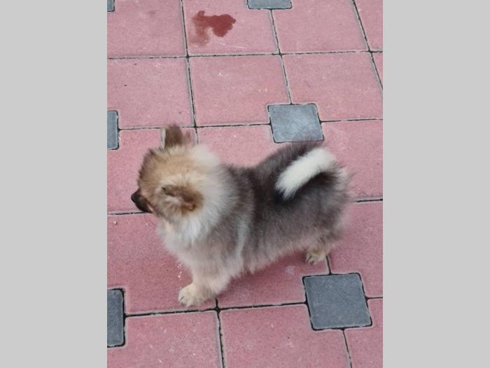 pomeranac mužjak besplatni mali oglasi