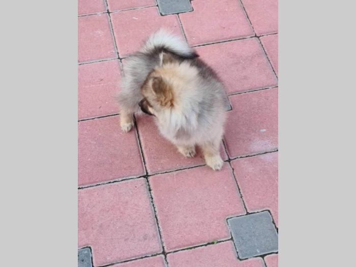 pomeranac mužjak besplatni mali oglasi