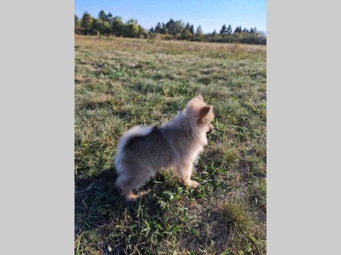 pomeranac mužjak besplatni mali oglasi