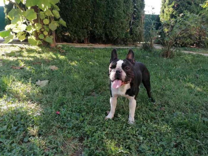 mužjak spreman za parenje besplatni mali oglasi
