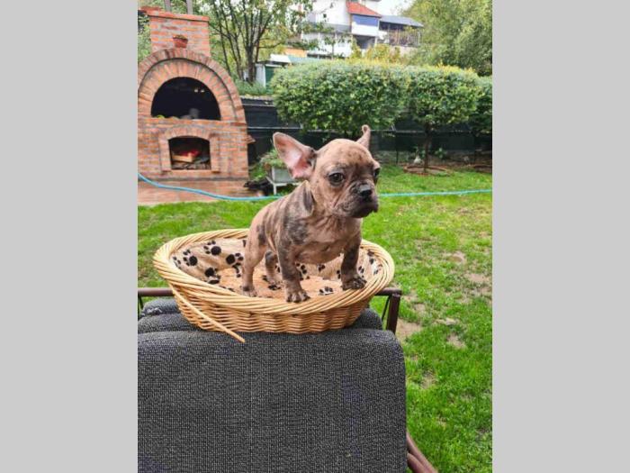 francuski buldog merle besplatni mali oglasi