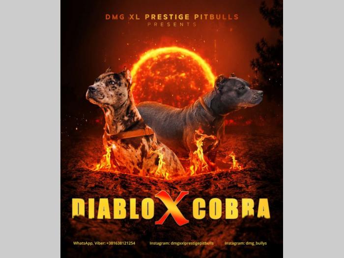 pitbul štenci besplatni mali oglasi