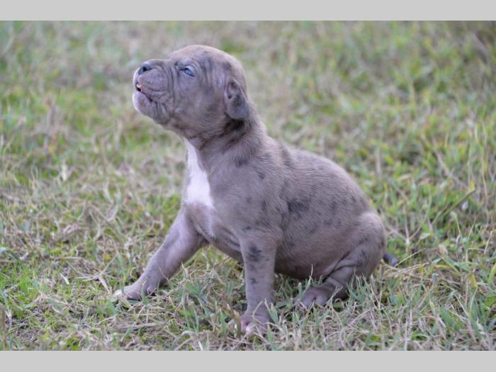 pitbul štenci besplatni mali oglasi