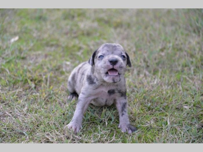 pitbul štenci besplatni mali oglasi