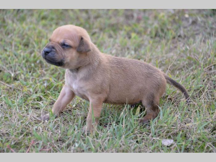 pitbul štenci besplatni mali oglasi