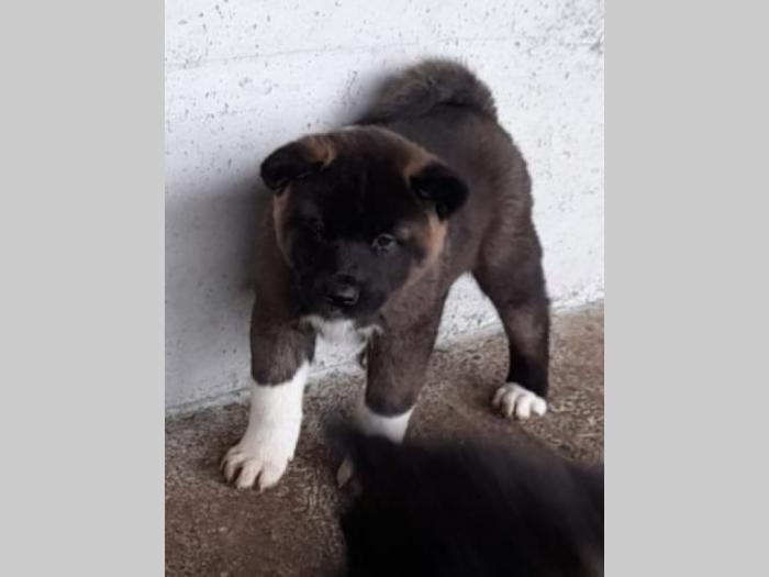 američka akita štenci besplatni mali oglasi
