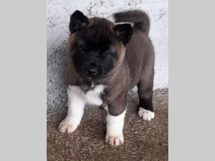 američka akita štenci besplatni mali oglasi
