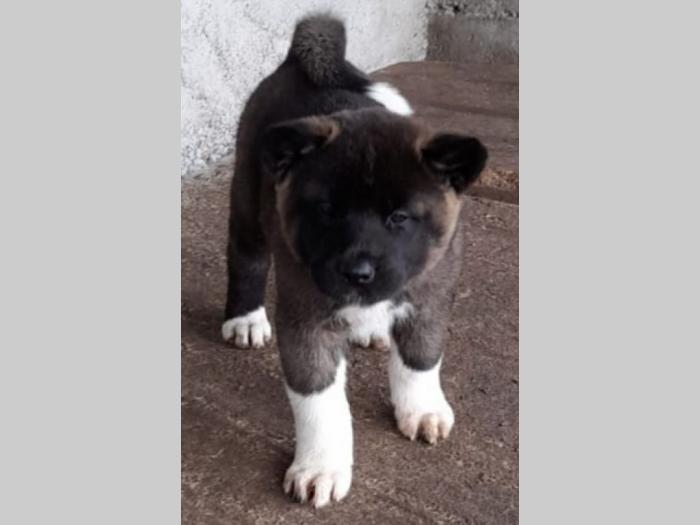 američka akita štenci besplatni mali oglasi