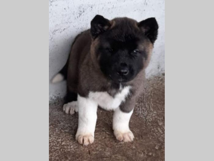 američka akita štenci besplatni mali oglasi