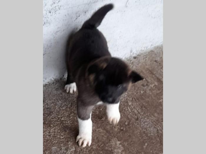 američka akita štenci besplatni mali oglasi