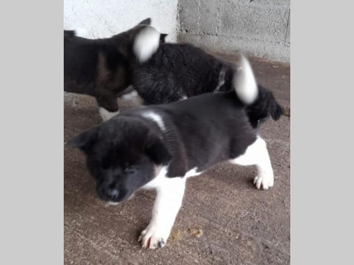 američka akita štenci besplatni mali oglasi